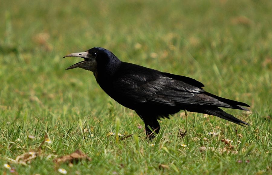 Rook