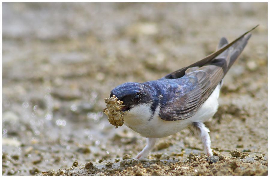 Western House Martin
