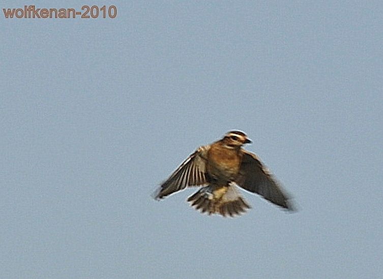 Whinchat