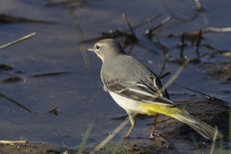 Grey Wagtail