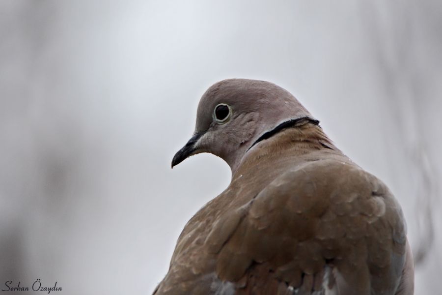Eurasian Collared Dove