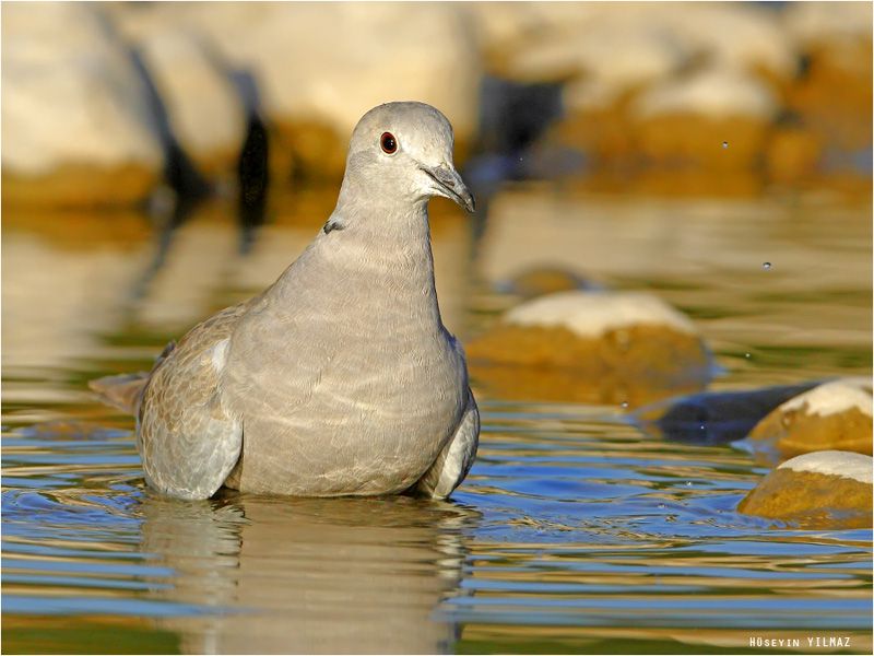 Eurasian Collared Dove