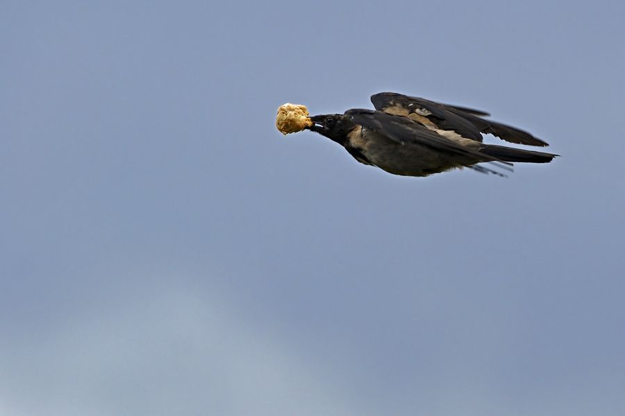 Hooded Crow