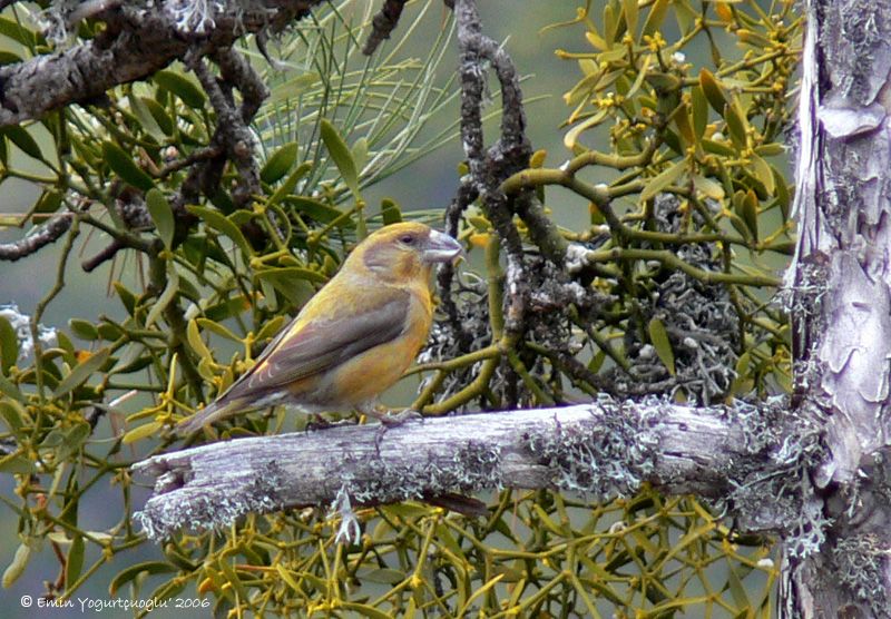 Red Crossbill