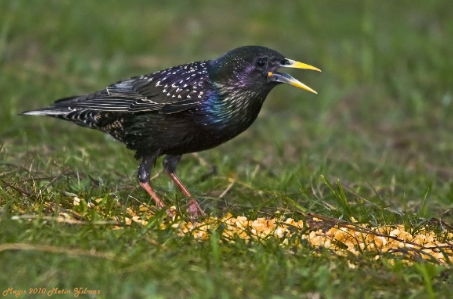 Common Starling