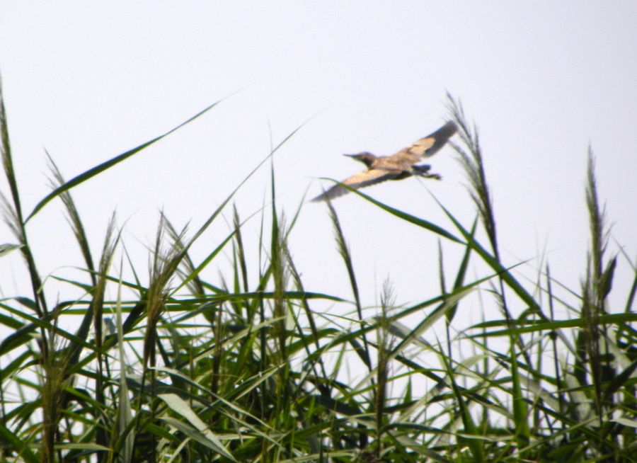 Little Bittern