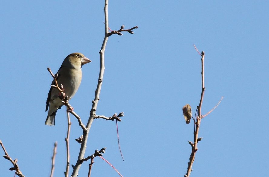 Hawfinch