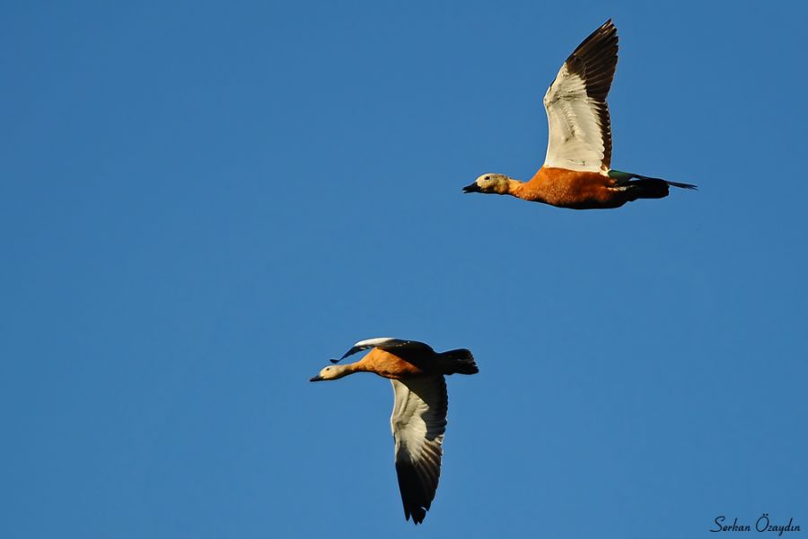 Ruddy Shelduck