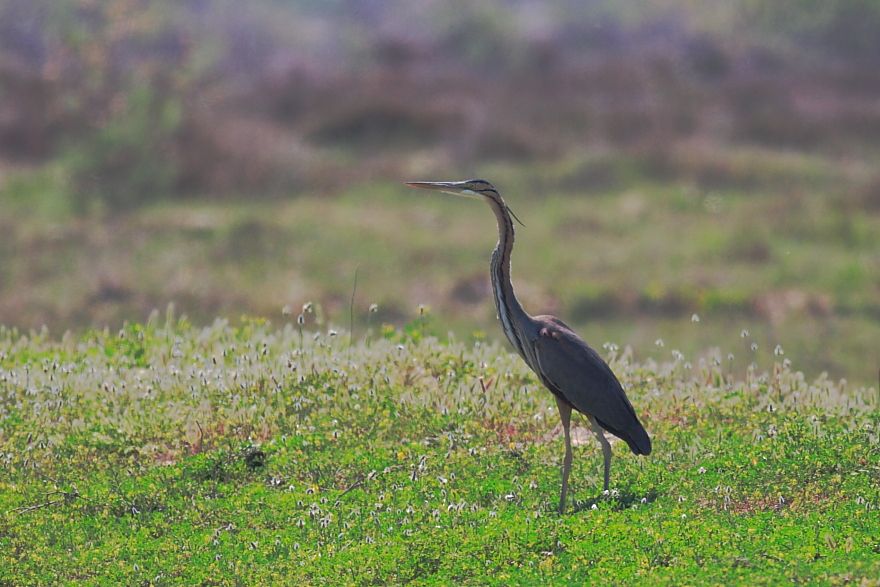 Purple Heron