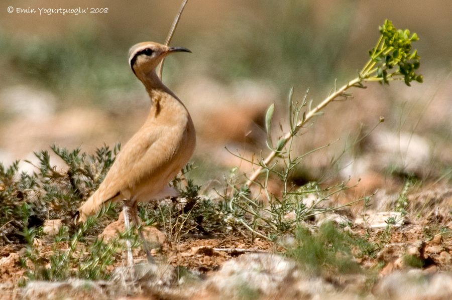 Cream-colored Courser
