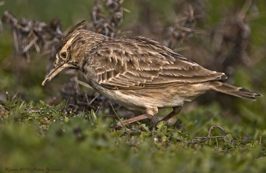 Crested Lark