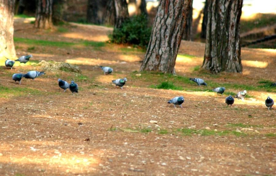 Rock Dove