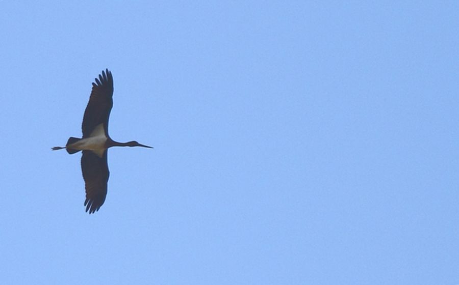 Black Stork