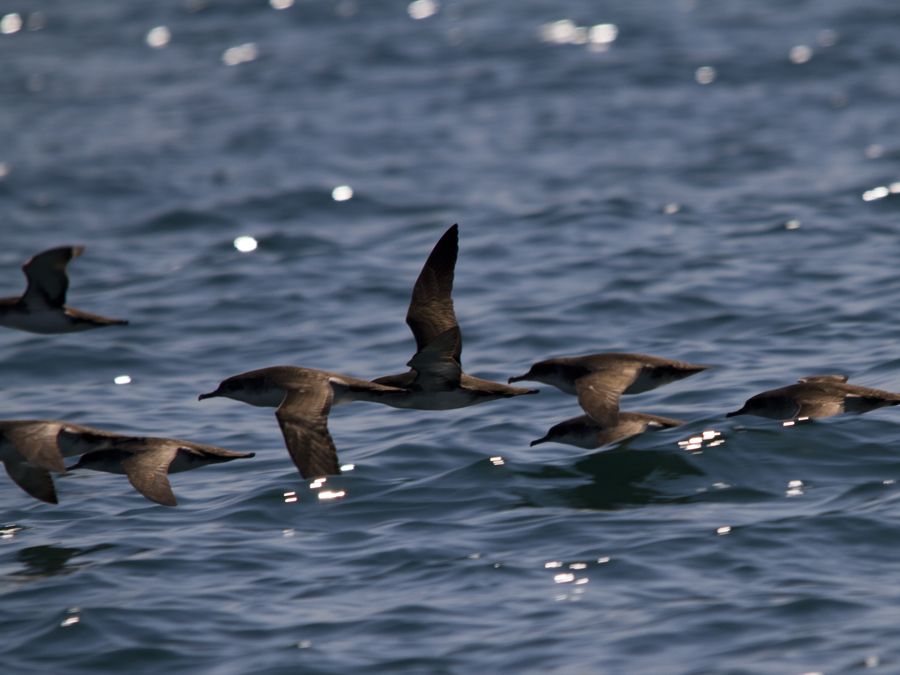 Yelkouan Shearwater