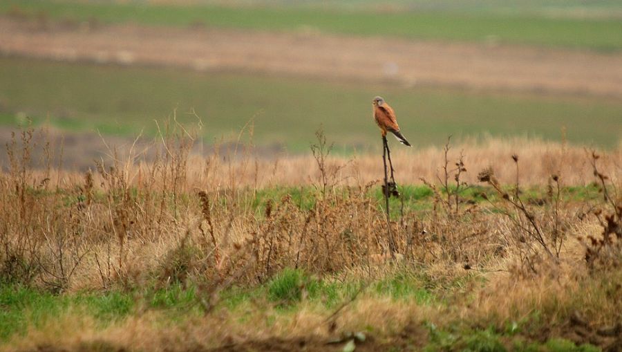 Common Kestrel