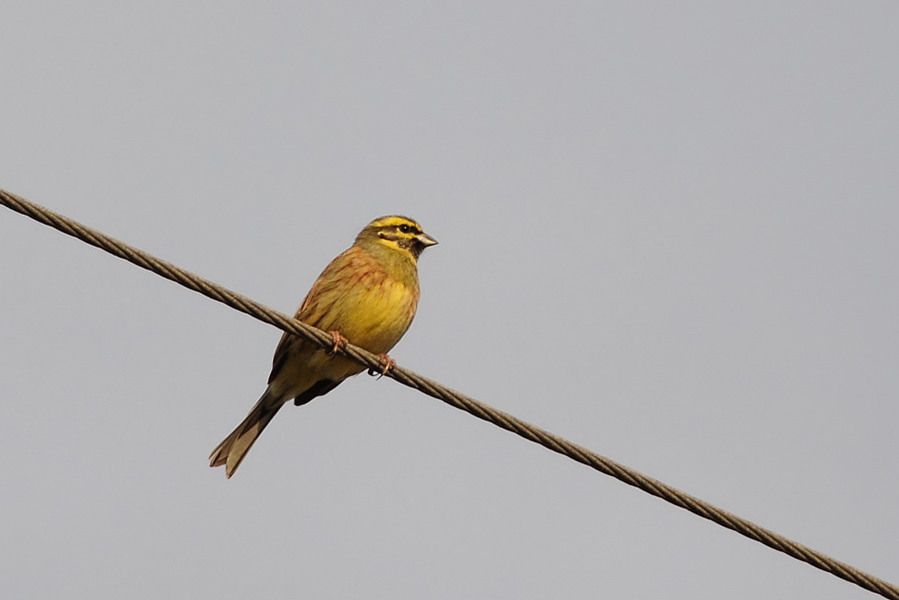 Cirl Bunting