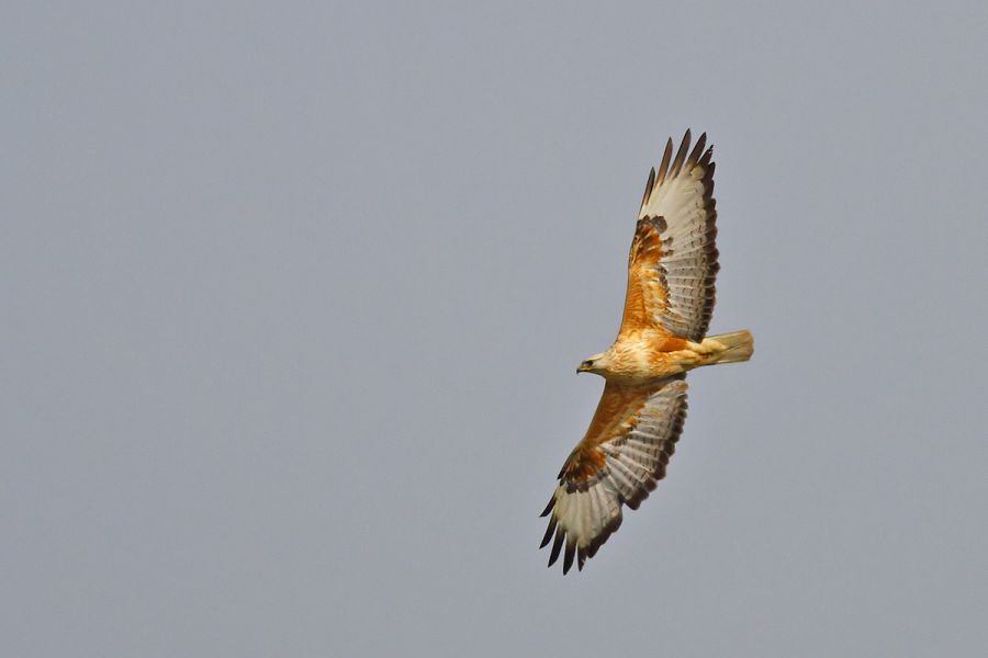 Long-legged Buzzard