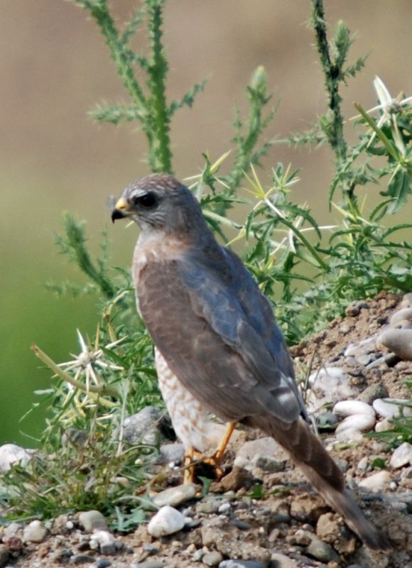 Levant Sparrowhawk