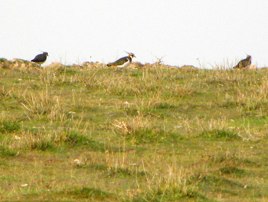 Northern Lapwing