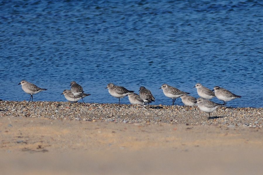 Grey Plover