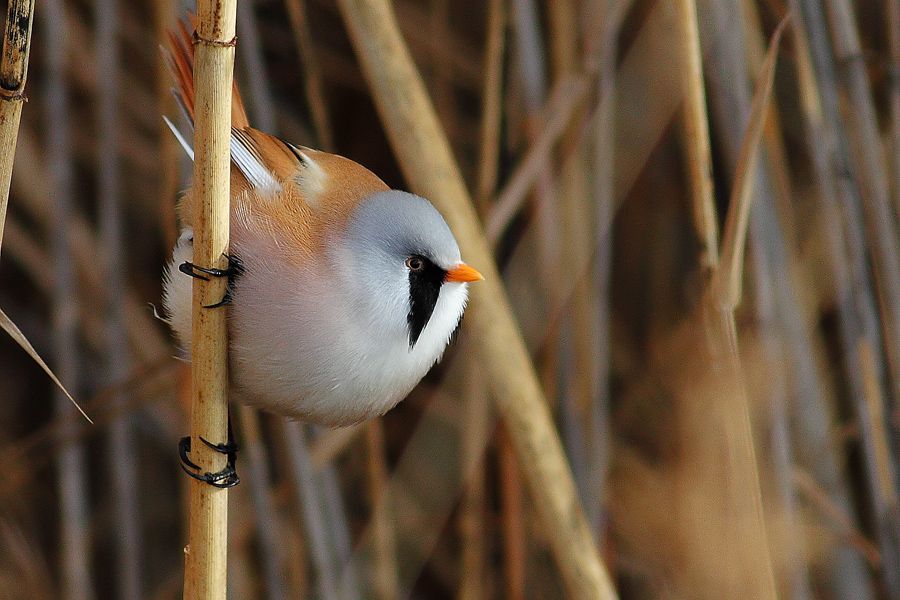 Bearded Reedling