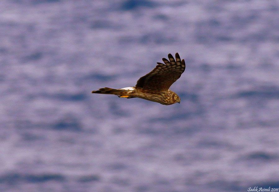 Hen Harrier