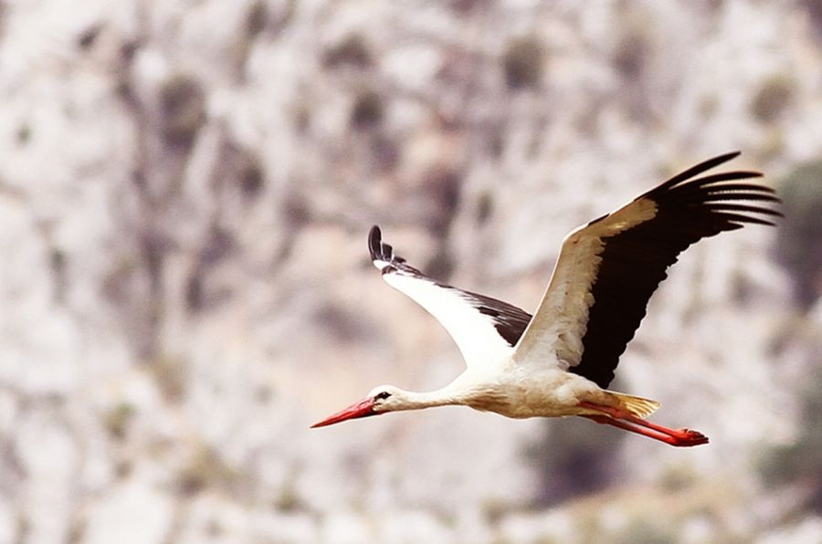 White Stork
