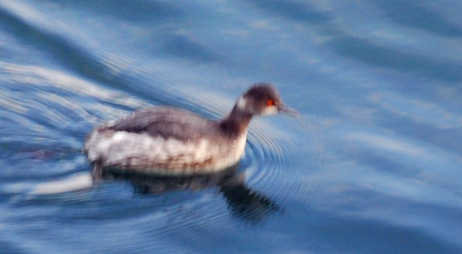 Black-necked Grebe