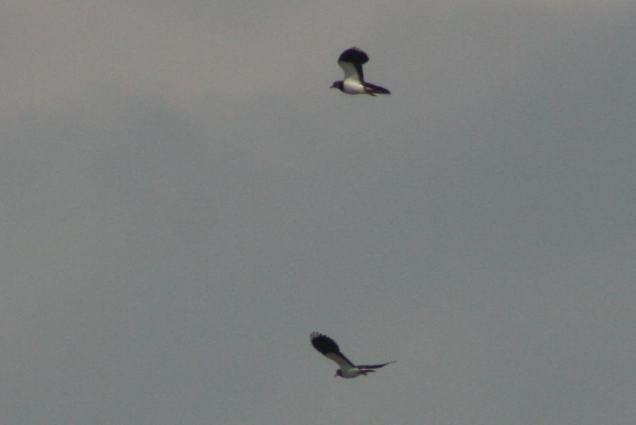 Northern Lapwing