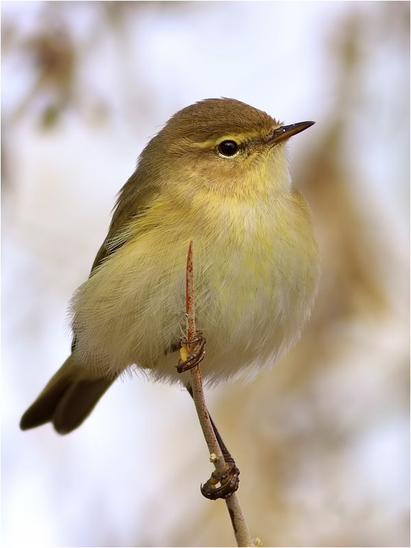 Common Chiffchaff