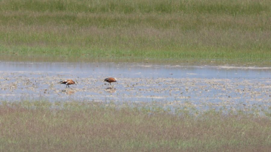 Ruddy Shelduck