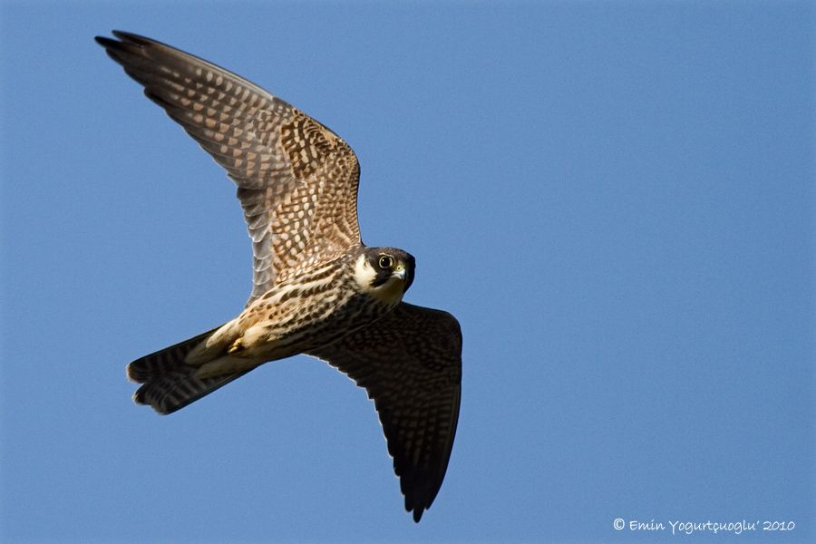 Eurasian Hobby