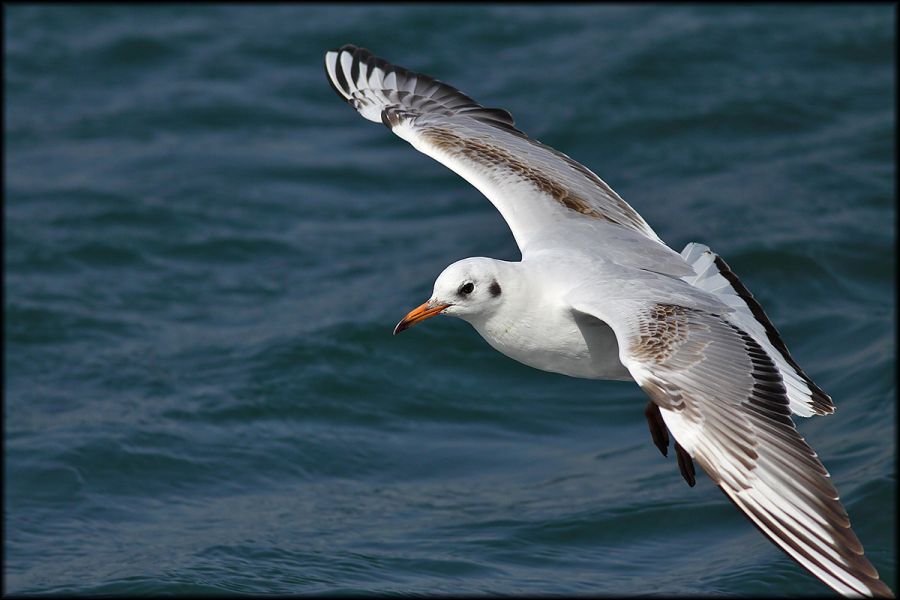 Black-headed Gull