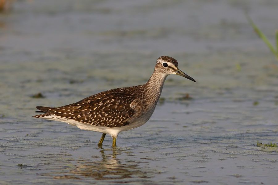 Wood Sandpiper