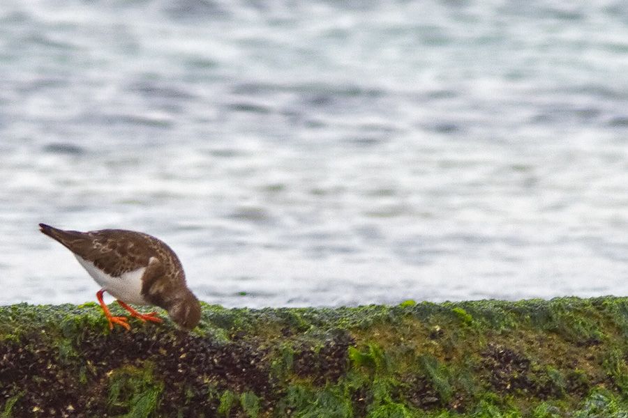 Ruddy Turnstone