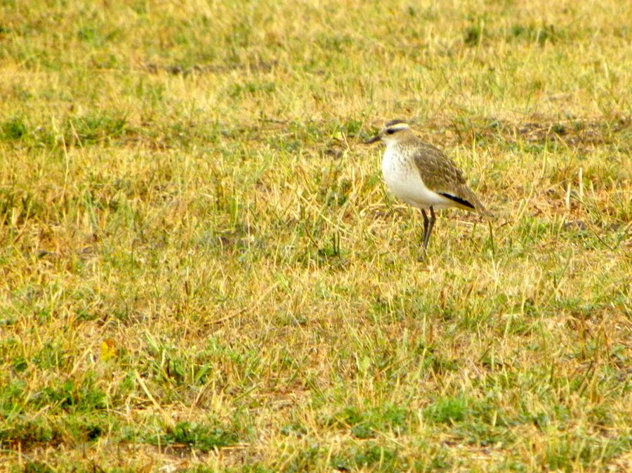 Sociable Lapwing