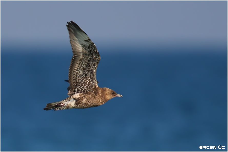 Pomarine Jaeger