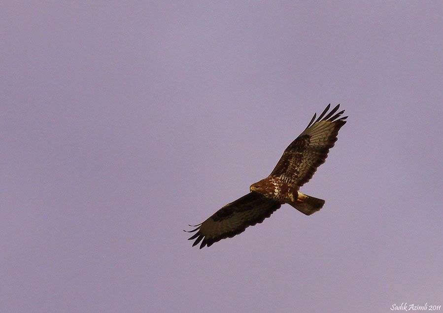 Common Buzzard