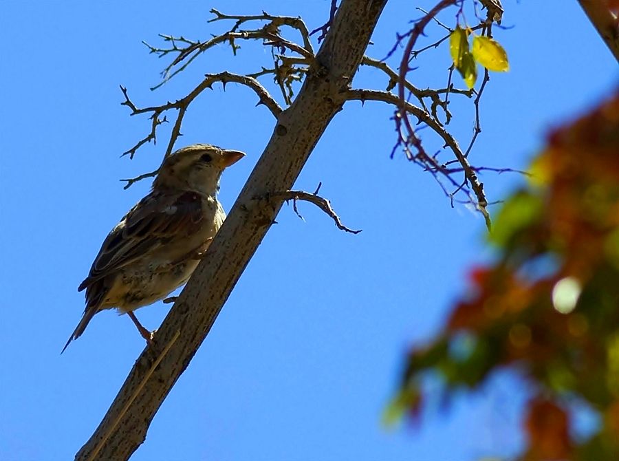 Rock Sparrow