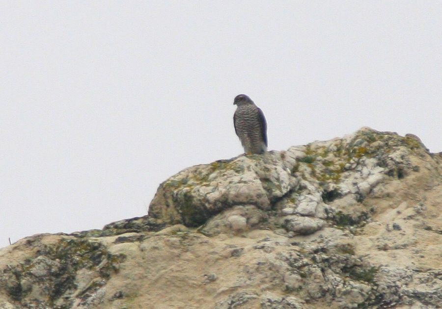 Eurasian Sparrowhawk