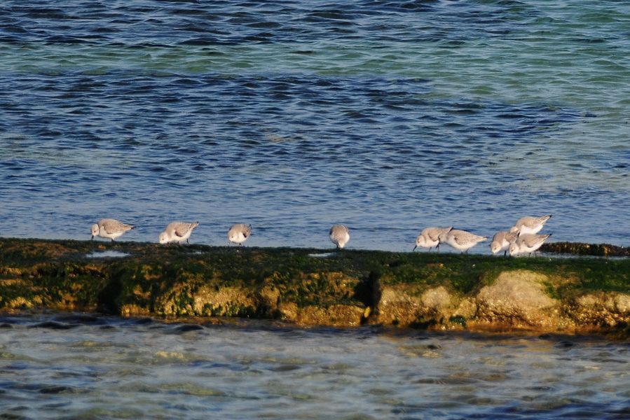 Sanderling