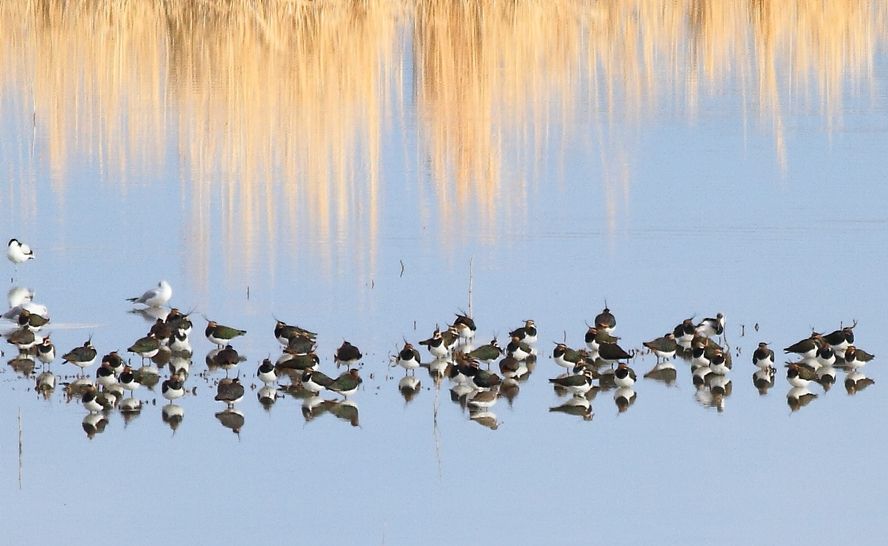 Northern Lapwing