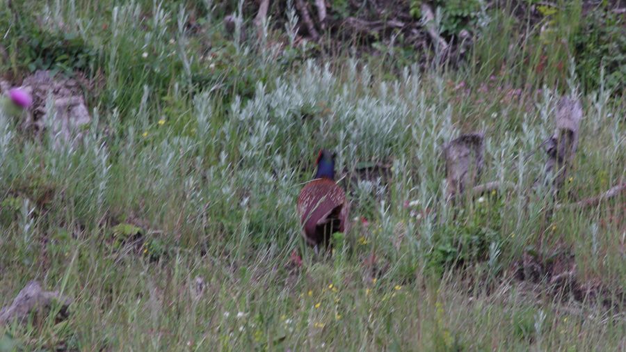 Common Pheasant