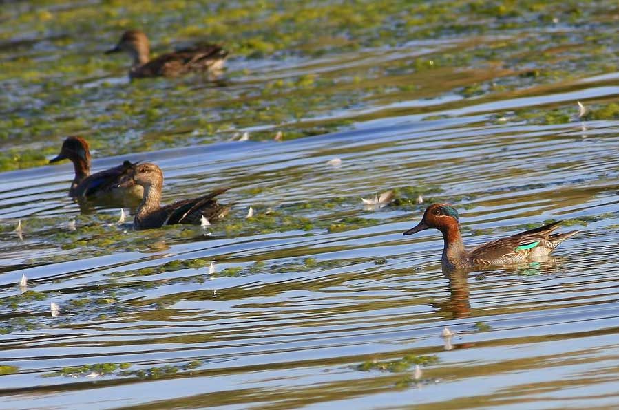 Eurasian Teal