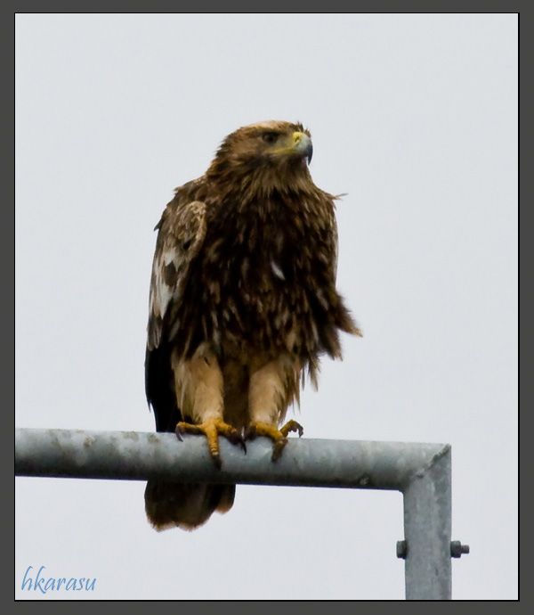 Eastern Imperial Eagle