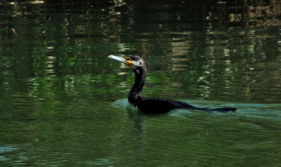 Great Cormorant
