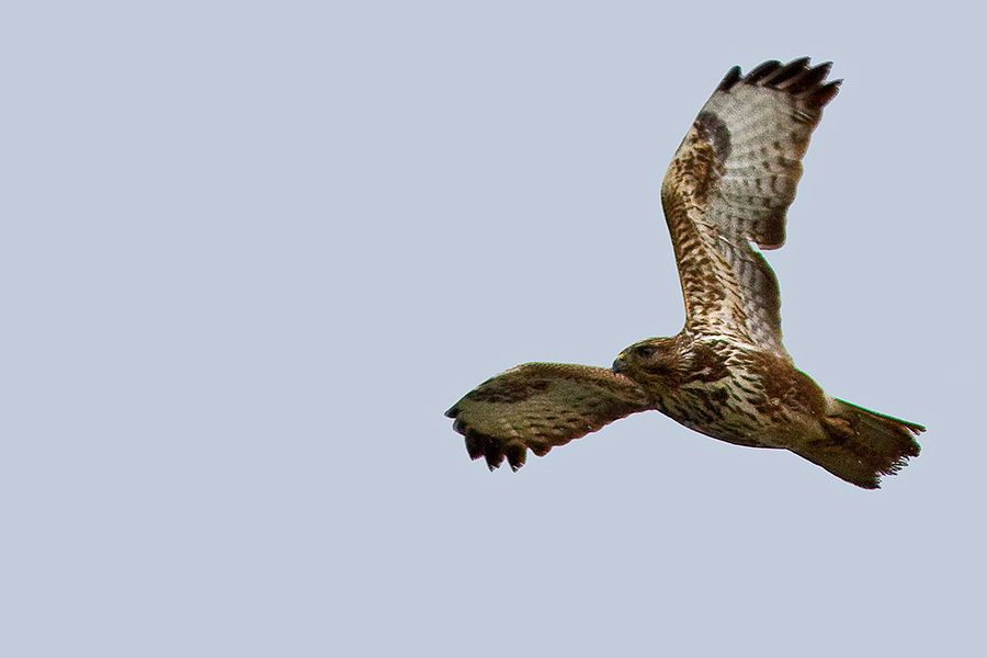 Common Buzzard