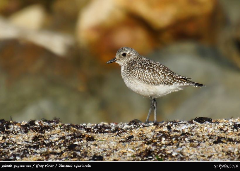 Grey Plover