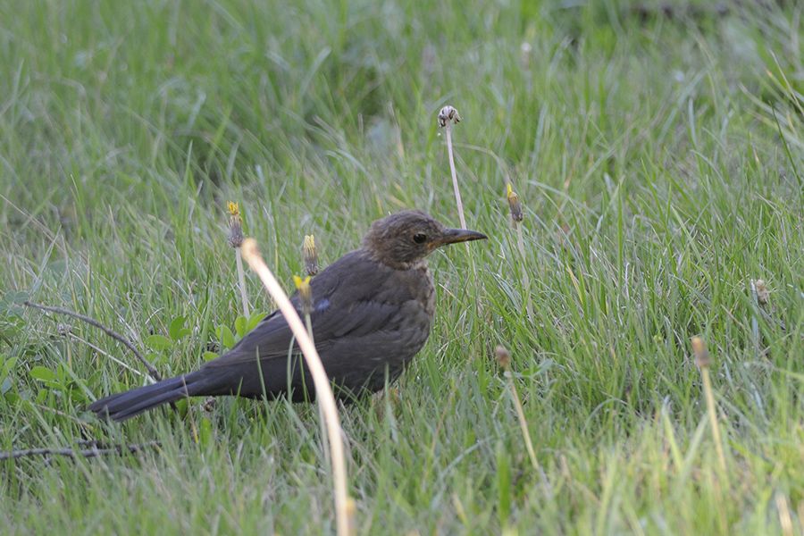 Common Blackbird