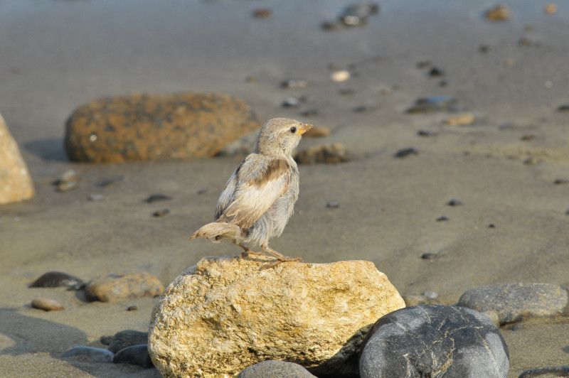 House Sparrow